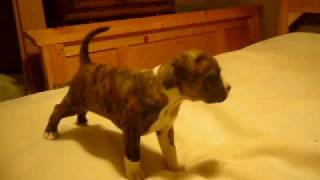 Brindle Pit Bull Puppy Playing [upl. by Delmore]