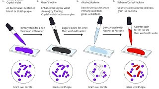 Gram Staining Microbiology L2 Explanation in Gujarati GPSSB Laboratory technician [upl. by Karlie]