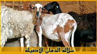 لخصو نعجات الدمان ضارة  للبيع [upl. by Oswin]