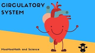 How blood flows through the bodyThe Circulatory System [upl. by Adlesirk]