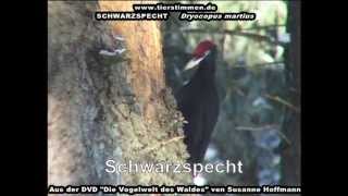 Der Schwarzspecht im Wald  Dryocopus martius [upl. by Graf]