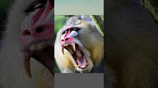 Most Dangerous Monkey In The World  Gelada Monkey  Baboons  shorts viralshorts aggressive [upl. by Iba]