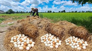 Wow Wow A farmer collects a lot of duck eggs in the fields at the corners of the fields in straw [upl. by Eilerua550]