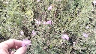 knapweed flowing hard today [upl. by Jack]