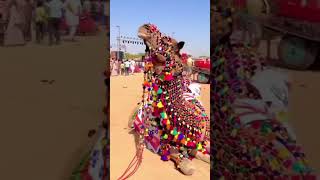 I miss you 😭😭 Haider Rind Sindhi Song haider rind sindhi song shorts [upl. by Wartow374]