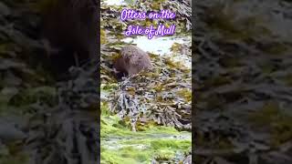 How to find OTTERS on the Isle of Mull [upl. by Adams]