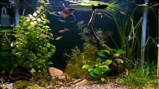 Pseudomugil Community Fishtank [upl. by Cianca]