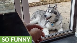 Talkative Malamute tells owners about his day [upl. by Dowlen]