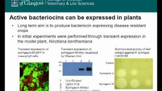 Colicinlike bacteriocins by Daniel Walker [upl. by Alehcim]