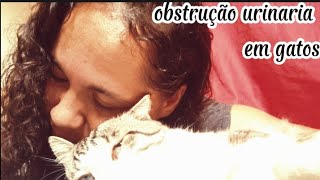 obstrução urinária em gatos como curar em casa [upl. by Phyllida816]