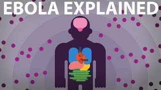 The Ebola Virus Explained — How Your Body Fights For Survival [upl. by Sharron]