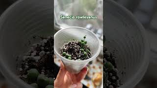 Senecio rowleyanus plants garden suculentas крестовник [upl. by Nedap]