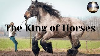 The Largest Horse Breed In The World [upl. by Stilu]