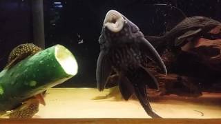 Timelapse plecos eating cucumber [upl. by Merilee]