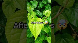 How To Grow Betel Leaves Paan Plant From Single Leaves shorts ytshorts Nakshkingzone [upl. by Annamaria562]