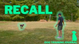 Teaching our Dog RECALL   Dog Training Journal 7 [upl. by Eart308]