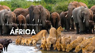 A Fascinante Vida Selvagem da África  Bom é Bicho [upl. by Fanning]