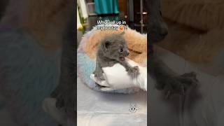 Potty 💩 amp meal time 🍼 bottlebabykittens orphankittens rescuekittens fostercats [upl. by Yesmar]