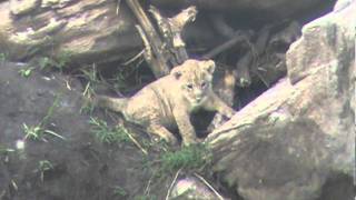 Lioness and lion cubs at Tarangire National Park Tanzania November 19 2011 46 [upl. by Chelsae]