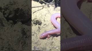 The Mexican mole lizard Bipes biporus [upl. by Minabe628]