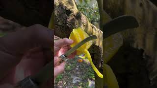 Cutting Star Fruit Best Oddly Satisfying Video [upl. by Stokes]