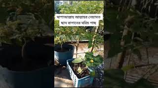 Roof Garden মাশাআল্লাহ আমাদের চাঁদ বাগানের মরীচ গাছ বাংলাদেশ [upl. by Annaiviv]