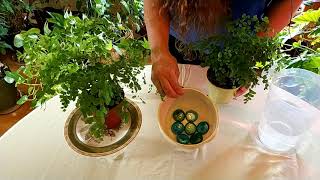 Secrets to Keeping Maidenhair Fern Alive [upl. by Jaylene948]