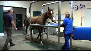 Large Animal Hospital at the University of Florida [upl. by Davidson]