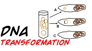 DNA transformation in bacteria [upl. by Arihsak679]