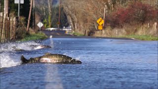 Fish Swimming In Flooded Road  977071 [upl. by Timothee]