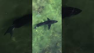 Great White Shark Scouring The Reef [upl. by Giusto]