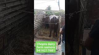 Chopra dairy farm village samora Karnal Haryana cow for sale 9416217681 [upl. by Springer372]