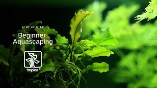 Complete Step by Step Guide to Aquascaping [upl. by Enimasaj792]