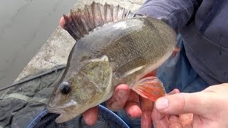 Perch Fishing Rigs Tips amp Tactics [upl. by Idou]