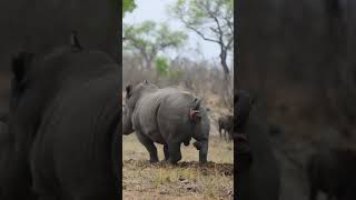 Rhino bathroom break  South Africa  WILDwatch [upl. by Ailahs768]