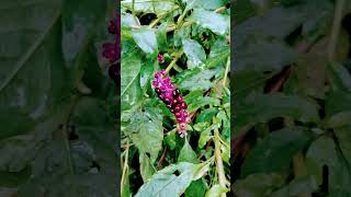 Southern pokeweed fruits varieties [upl. by Syhr]