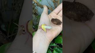 Moon Moth Hatching [upl. by Averell123]