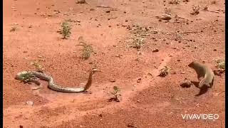 mangosta vs cobra real una pelea por la vida [upl. by Beale]