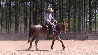 Epic Success in 20 Days Snaffle Bit Basics with Neches Day 1 Preview [upl. by Dalenna]