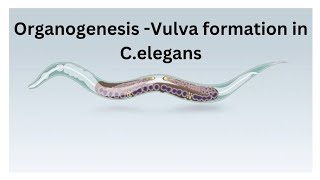 Organogenesis Vulva formation in Celegans [upl. by Wardle]