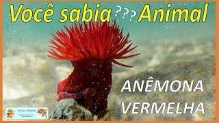 Você sabia Anêmona vermelha  Red anemone anemona anemones cnidaria coelenterata animais [upl. by Neerihs]