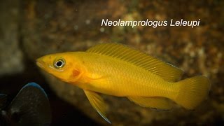 Fincasters Episode 74 Neolamprologus Leleupi [upl. by Ramsa]