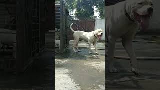 DOGO ARGENTINO dog americanbully pitlove dogbreed pitbullegatos dragonspitkennel motivation [upl. by Garibald]