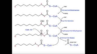 Beta Oxidation of a Saturated Fatty Acid [upl. by Beck225]