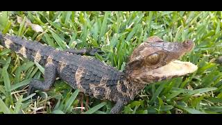 Dwarf caiman handling tips and tricks‼️💯 [upl. by Lleinnad]