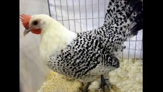 Groningen Gulls Bantam silver pencilled National Poultry Show UK [upl. by Lyndes]