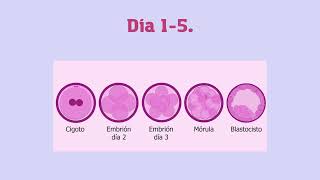 MEIOSIS y Fertilización in vitro [upl. by Ilowell]