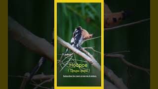 Amazing Birds of Thailand  The Hoopoe [upl. by Nedyarb]