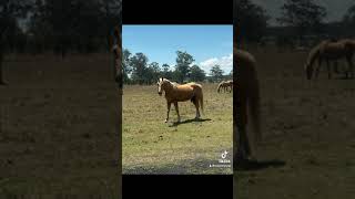 Caboolture Horse Sale quotTankquot [upl. by Fonville728]