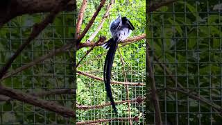 Pintailed whydah in Bird Aviary birds bird aviary [upl. by Suaeddaht810]